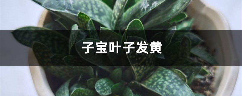 子寶黃葉的原因和處理辦法