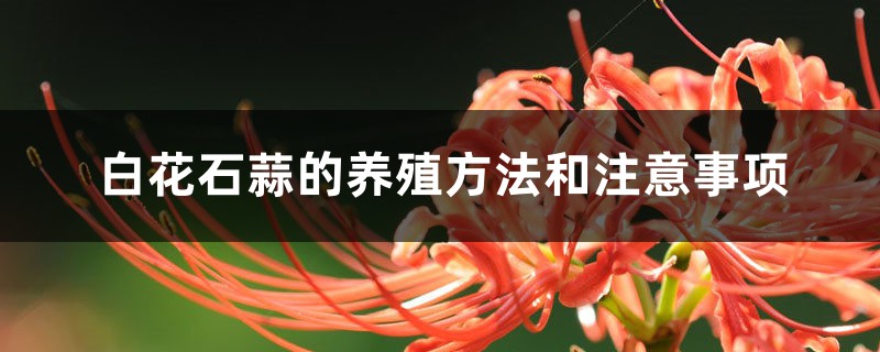 白花石蒜的養殖方法和注意事項