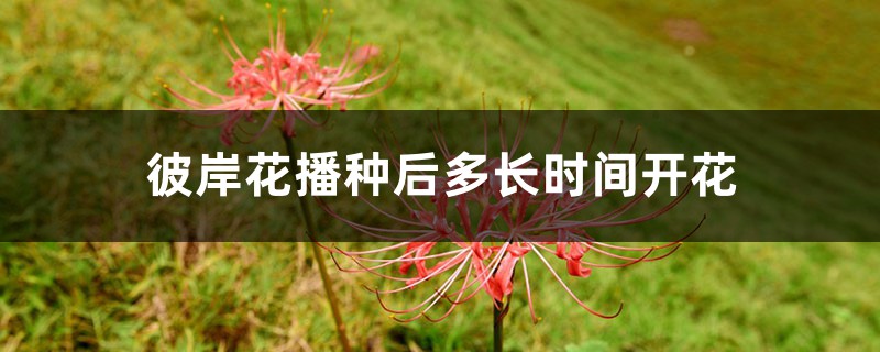 彼岸花播種後多長時間開花，彼岸花種子怎麼播種