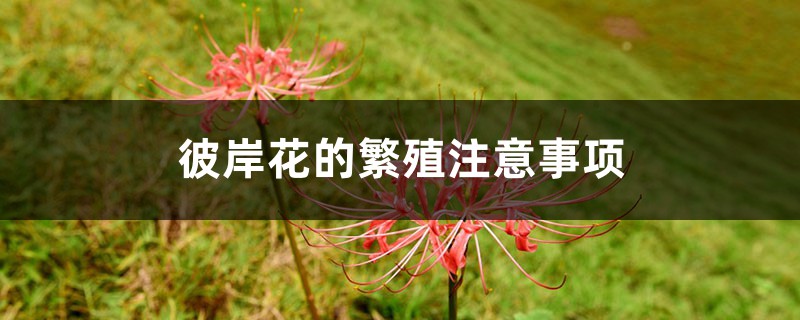 彼岸花的繁殖注意事項，彼岸花可自動繁殖嗎