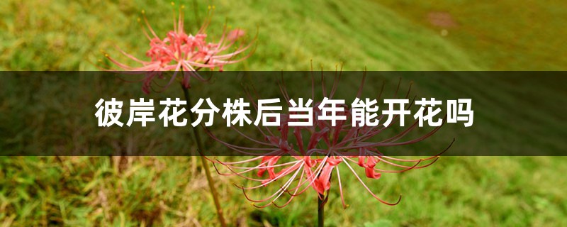 彼岸花分株後當年能開花嗎，彼岸花如何分株