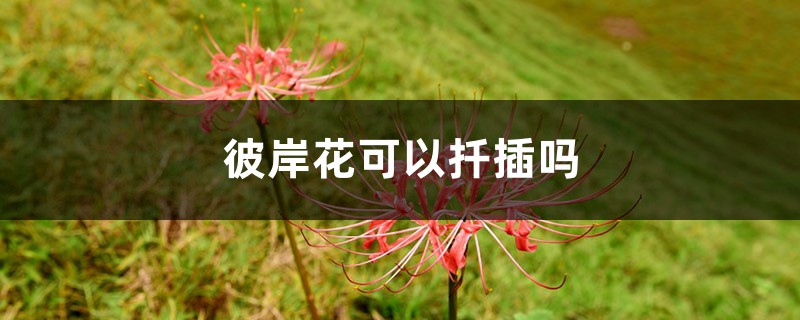 彼岸花可以扦插嗎，彼岸花是怎麼繁殖的