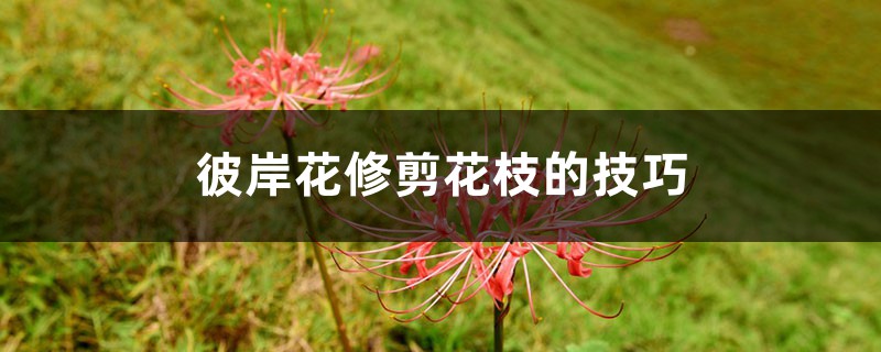 彼岸花修剪花枝的技巧，彼岸花怎麼修剪
