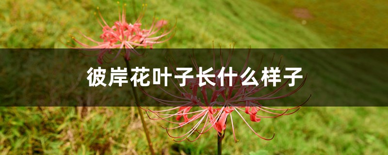 彼岸花葉子長什麼樣子，彼岸花葉子黃了怎麼辦
