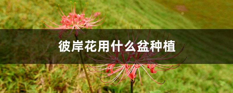 彼岸花用什麼盆種植，夏季可以給彼岸花換盆嗎