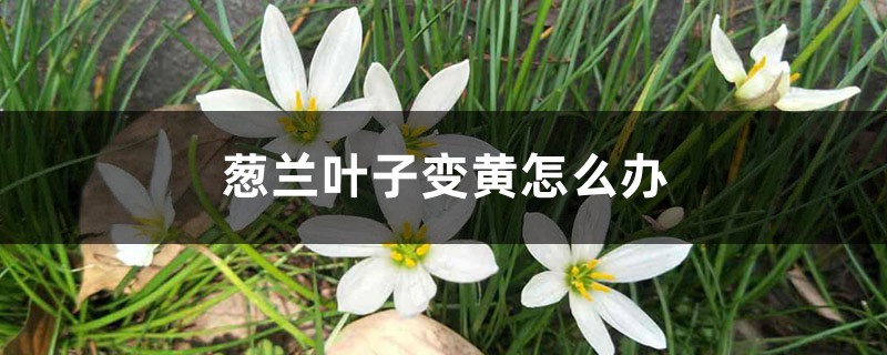 蔥蘭葉子變黃怎麼辦
