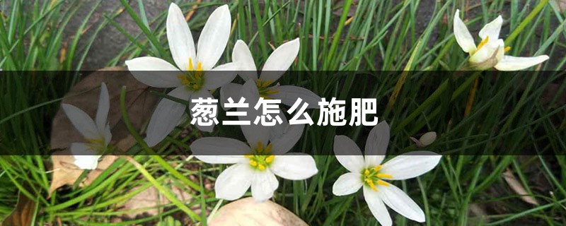 蔥蘭怎麼施肥，什麼時候開花