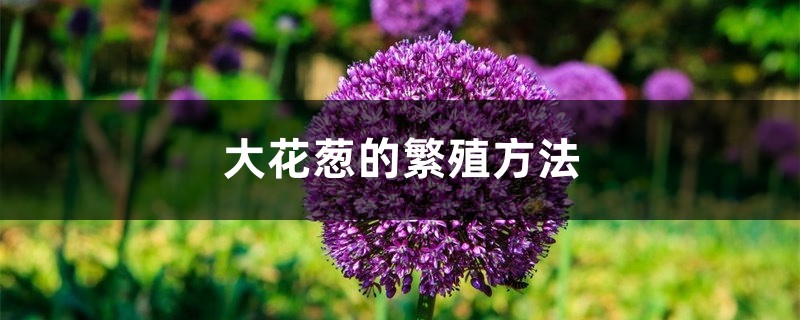 大花蔥的繁殖方法