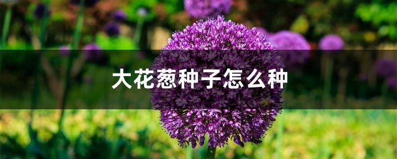 大花蔥種子怎麼種