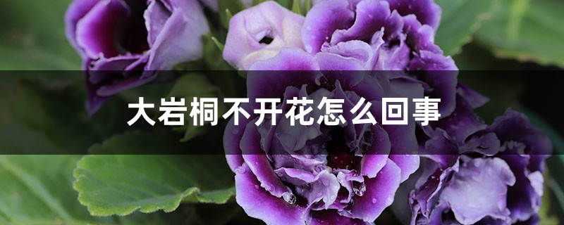 大巖桐不開花怎麼回事，怎麼催花