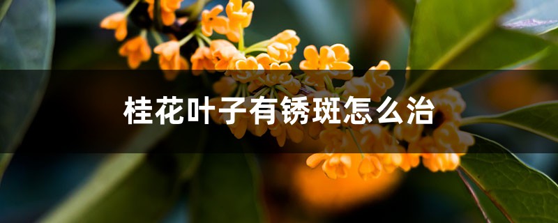 桂花葉子有鏽斑怎麼治，乾枯怎麼急救