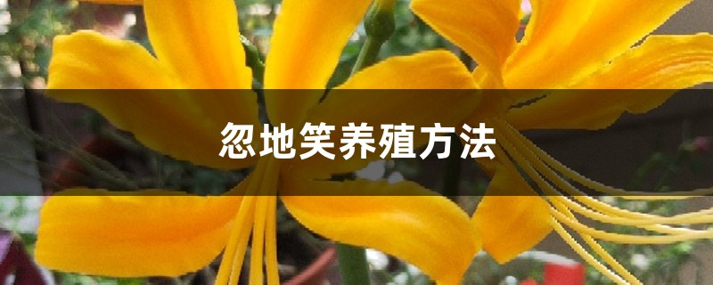 忽地笑養殖方法