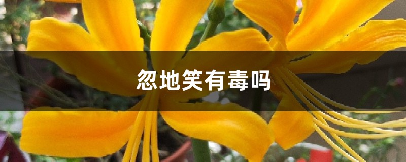 忽地笑有毒嗎