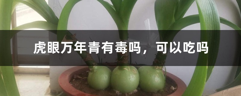 虎眼萬年青有毒嗎，可以吃嗎