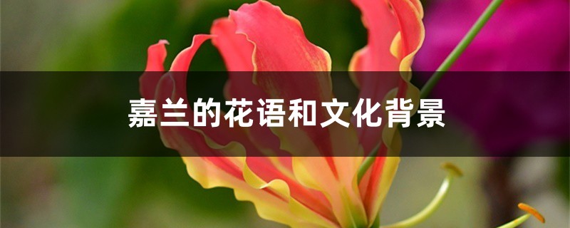 嘉蘭的花語和文化背景