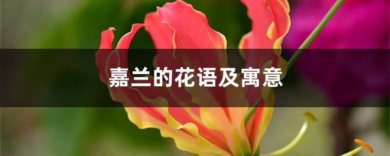 嘉蘭的花語及寓意