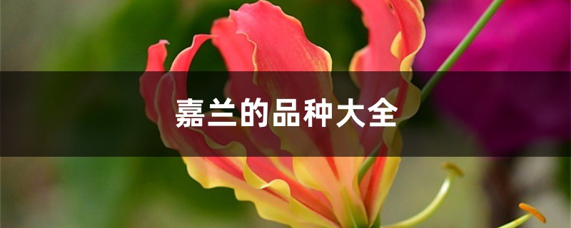 嘉蘭的品種大全