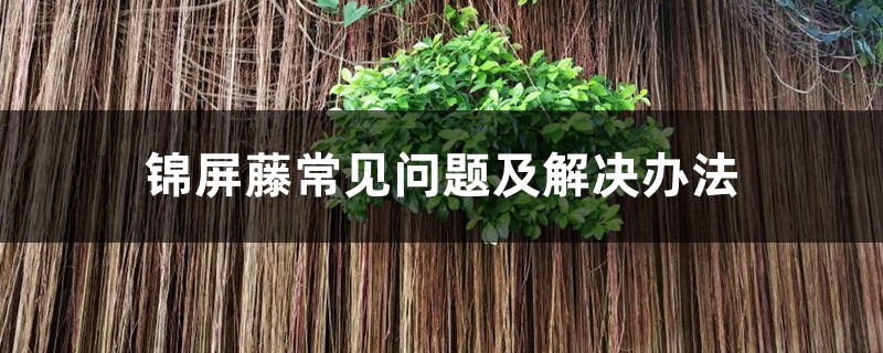 錦屏藤常見問題及解決辦法