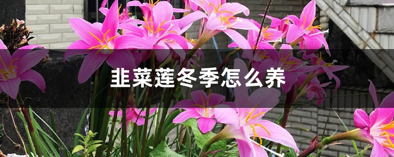 韭菜蓮冬季這樣養，輕輕鬆鬆過冬天！