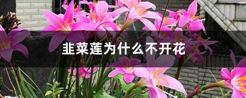 韭菜蓮為什麼不開花