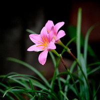 韭菜蓮