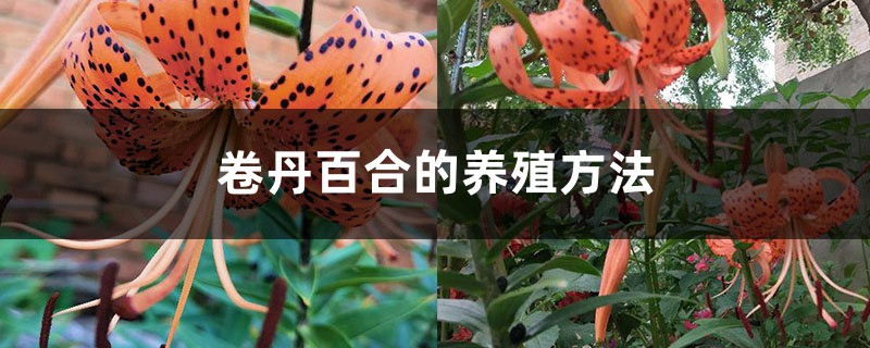 卷丹百合的養殖方法