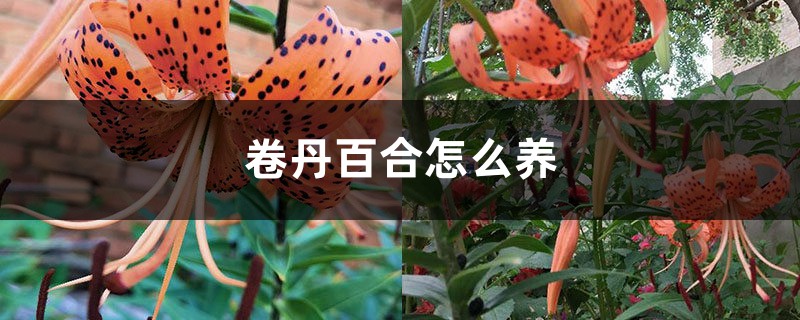 卷丹百合怎麼養