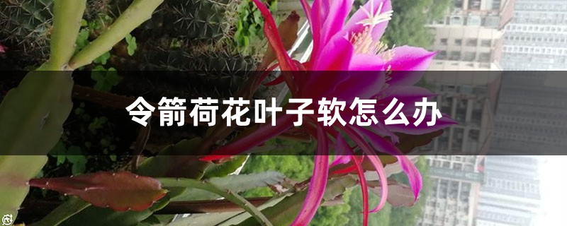 令箭荷花葉子軟怎麼辦，葉子發蔫是怎麼回事