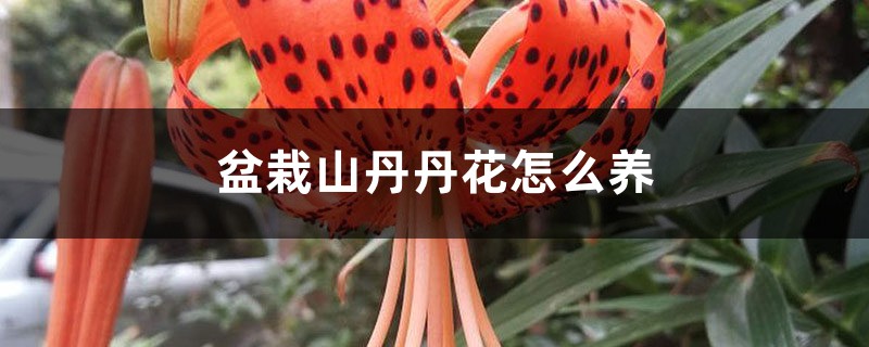 盆栽山丹丹花怎麼養