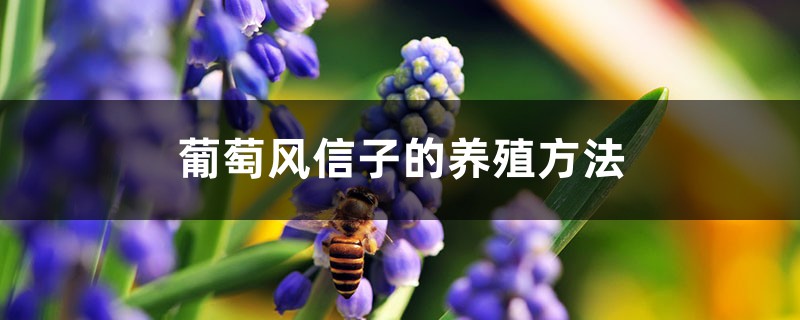 葡萄風信子的養殖方法