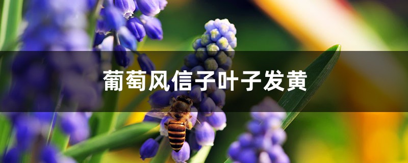 葡萄風信子黃葉的原因和處理辦法