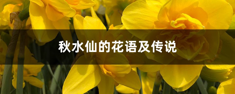 秋水仙的花語及傳說