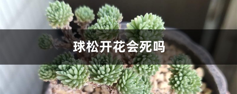 球鬆開花會死嗎