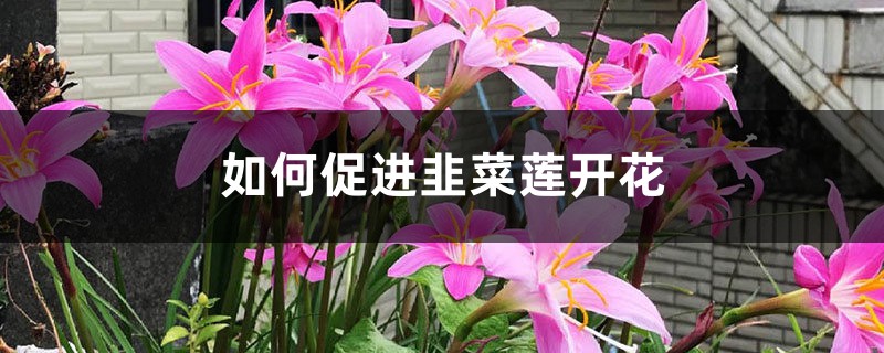 如何促進韭菜蓮開花？