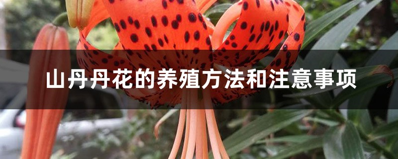 山丹丹花的養殖方法和注意事項