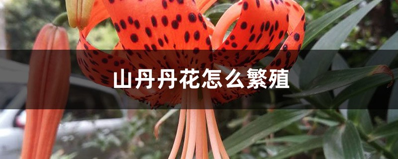 山丹丹花怎麼繁殖