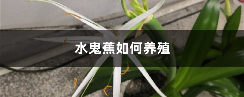 水鬼蕉如何養殖