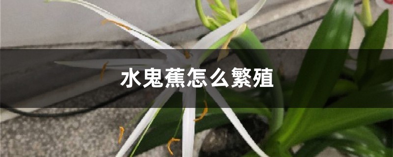 水鬼蕉怎麼繁殖