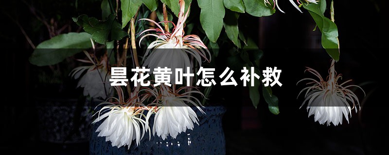 曇花黃葉的原因和處理辦法