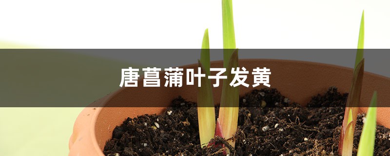 唐菖蒲黃葉的原因和處理辦法