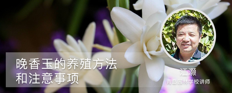 晚香玉的養殖方法和注意事項