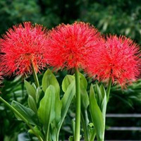 網球花