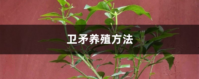 衛矛養殖方法