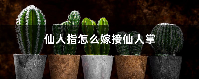 仙人指怎麼嫁接仙人掌，用仙人掌什麼品種好