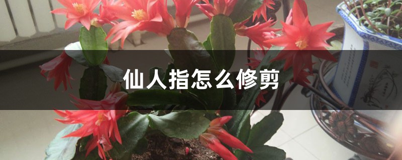 仙人指怎麼修剪，怎麼扦插