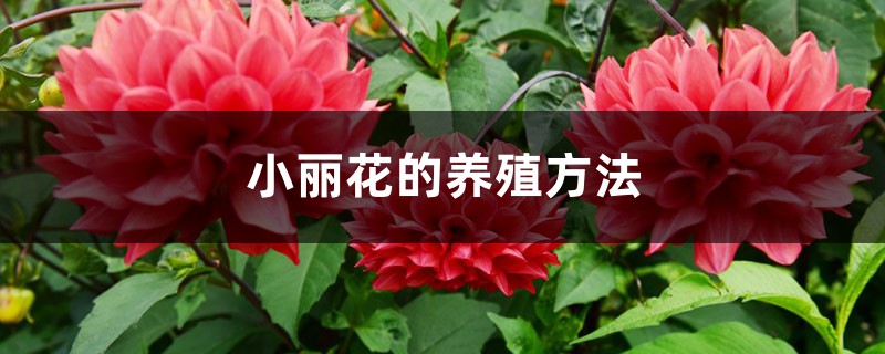 小麗花的養殖方法，和大麗花的區別