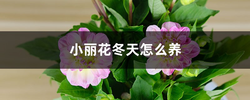 小麗花冬天怎麼養，要挖出來嗎