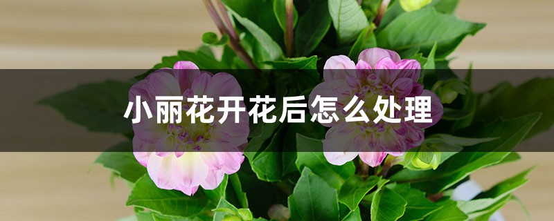 小麗花開花後怎麼處理，怎麼剪