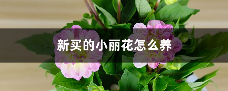 新買的小麗花怎麼養