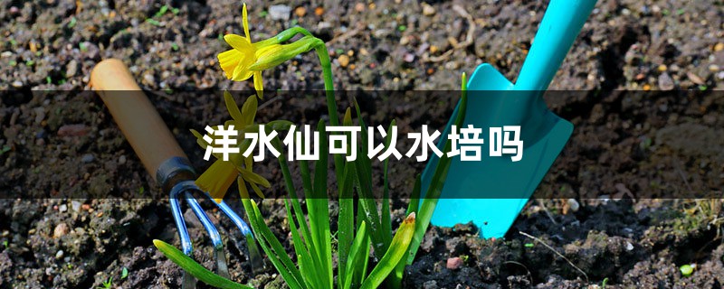 洋水仙可以水培嗎，怎麼水培